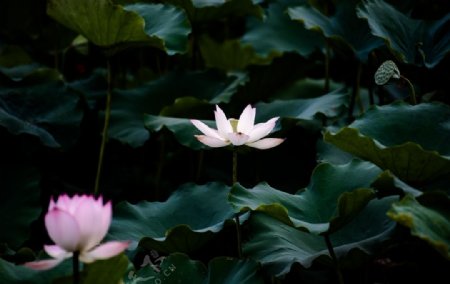 美丽的荷花