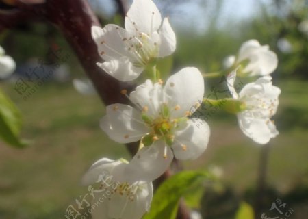 李子花