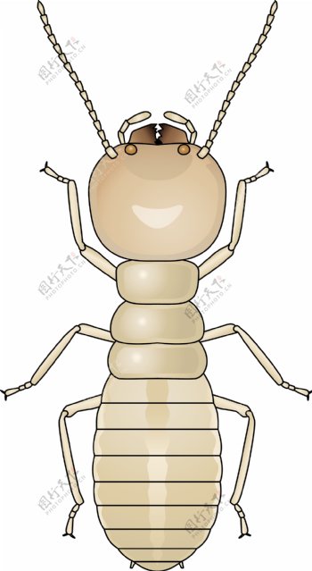 昆虫系列白蚁