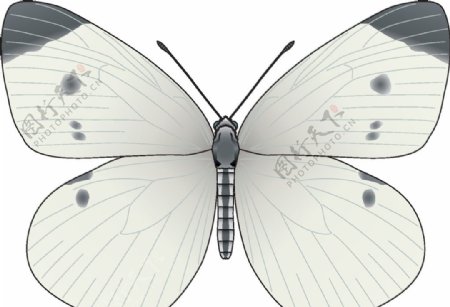 昆虫系列白色蝴蝶