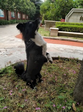 黑毛狗熊熊黑狗蝴蝶犬