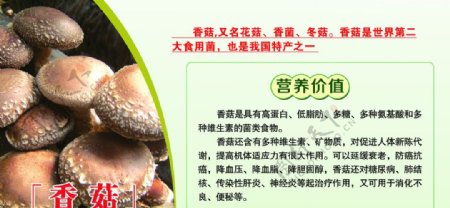 香菇香菇的营养价值展板