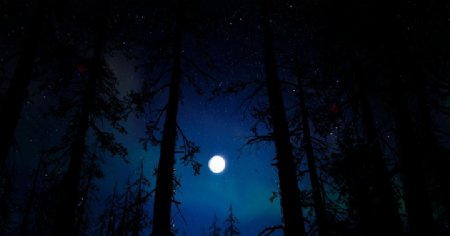 月夜星空枯树背景