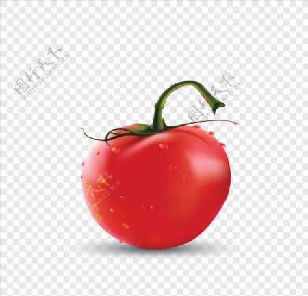 西红柿插画