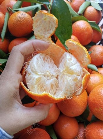 桔子橘子柑橘柑子