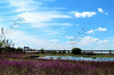 哈尔滨松花江畔湿地风景