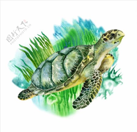 海龟插画