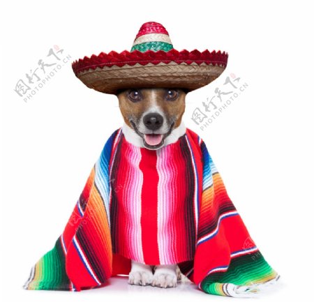 墨西哥小狗