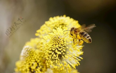 采蜜蜜蜂昆虫花朵花粉