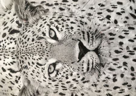 写实素描豹子