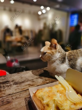 猫吐司面包喵