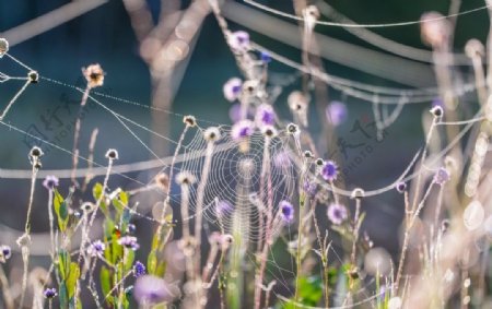 紫色花朵蜘蛛网草丛