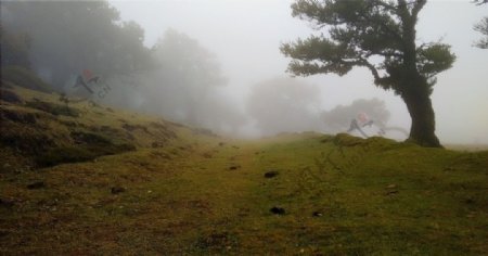 大雾里的森林