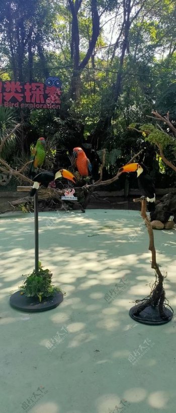 巨嘴鸟丛林热带丛林鹦鹉