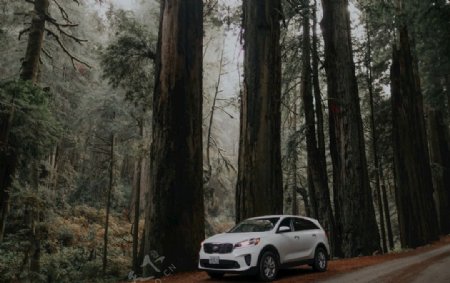 原始深林背景素材森林汽车高端图