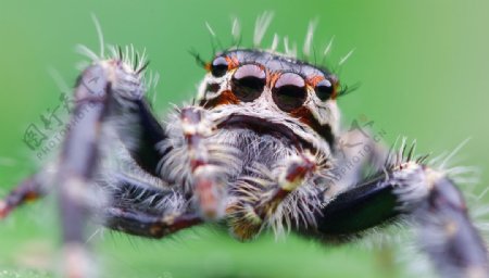 毛茸茸的蜘蛛