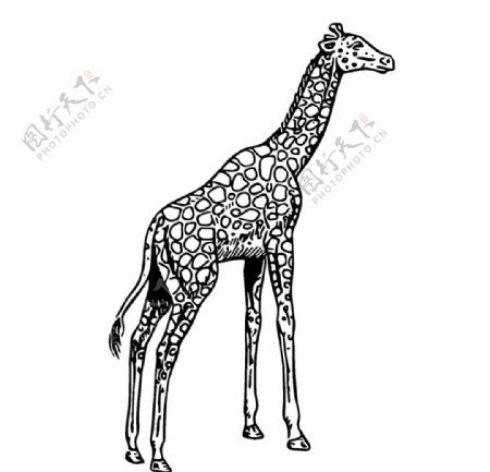 长颈鹿绘画图案