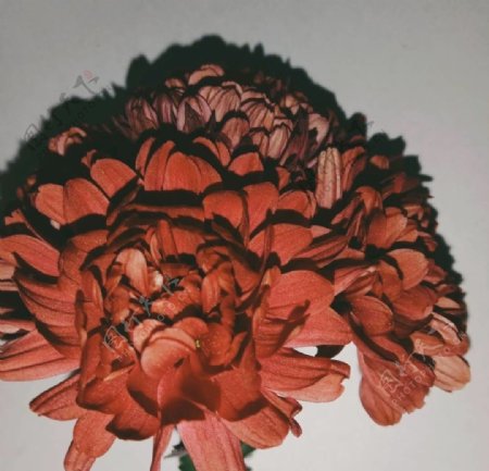 冬日红菊