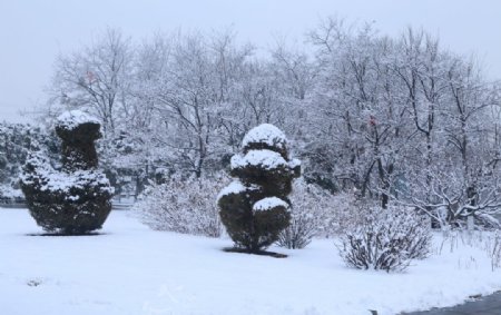 冬雪地景