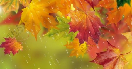 雨水枫叶大树秋天风景