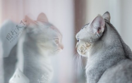 镜子前的猫