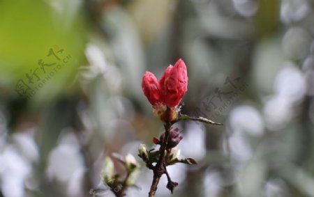 一枝含苞待放的红花