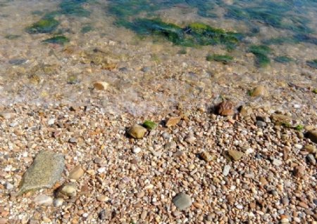 借助石头逃脱的海藻