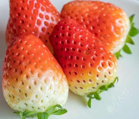 每日草莓