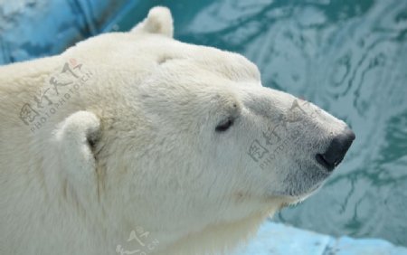 呆萌可爱的北极熊