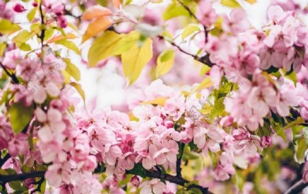 春暖花开桃花迷人