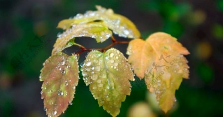 露水