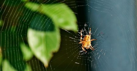 蜘蛛微距摄影美图
