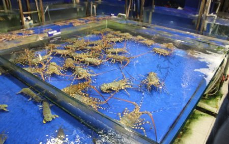 海鲜皮皮虾澳龙螃蟹