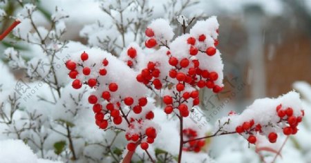 大雪树枝红色果实背景