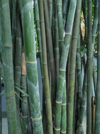 健康竹子自然植物绿色竹