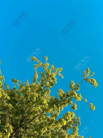 蓝天下碧绿的树木