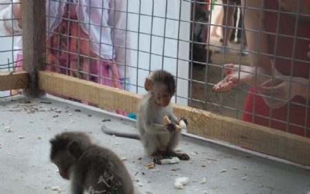 小猴子动物园动物园小猴子
