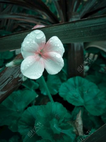 天竺葵粉色花朵驱蚊草水珠