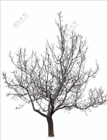 冬季北方果树抠图