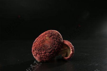 红菇