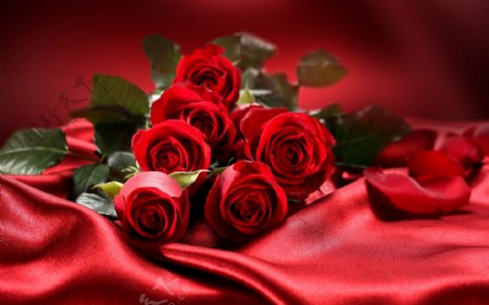 红色浪漫玫瑰情人节背景