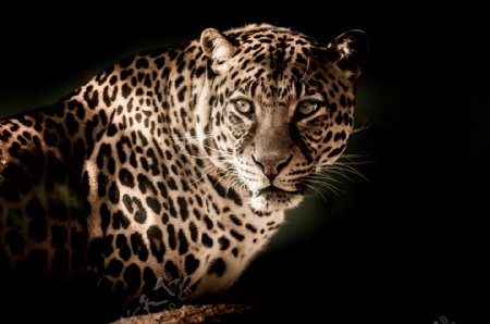 豹子野生动物豹纹光线