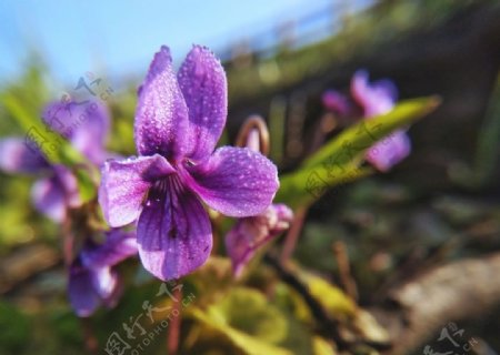 春天特写花卉紫色小野花