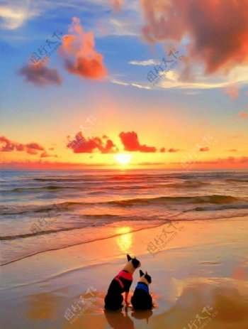 夕阳海滩情侣狗狗
