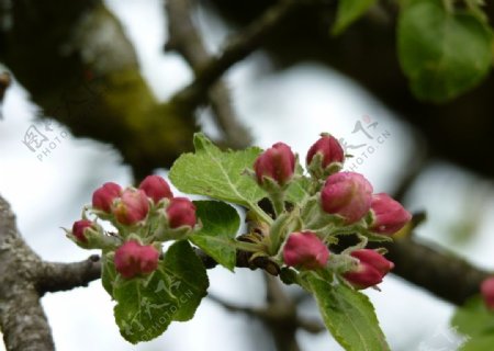 树枝上的苹果花