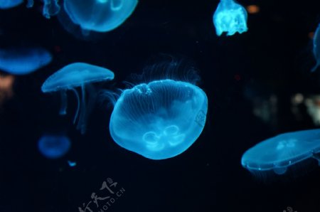 海里漂亮的水母