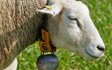 农场里可爱的绵羊