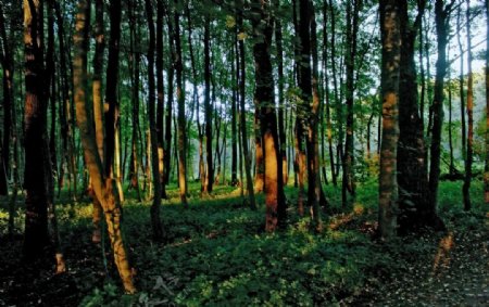 清新森林秘境摄影