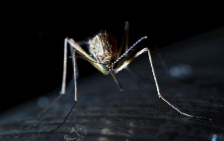 微距蚊子