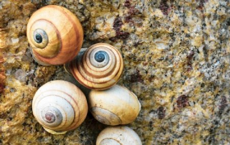 自然蜗牛外壳爬网石植